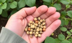 Отбор и генетика: где начинается качество Семяныча