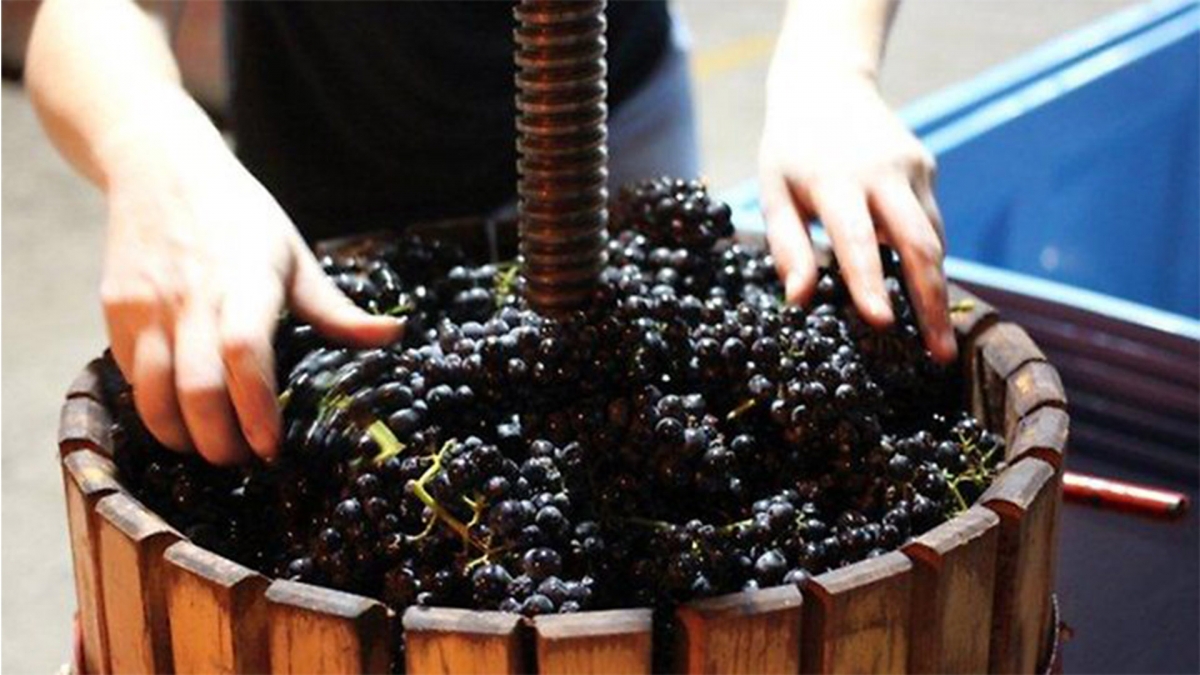 Производство виноградных вин. Мезга вино. Виноград для вина. Сусло из винограда. Виноградное вино.